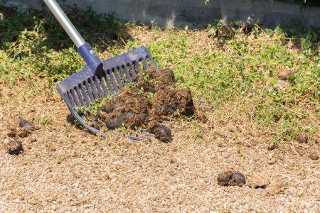 manure on a fork