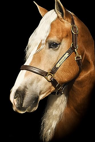 Leaders Padded Leather Halter for Horses with Customized Engraved Name Plate