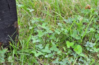 clover pasture