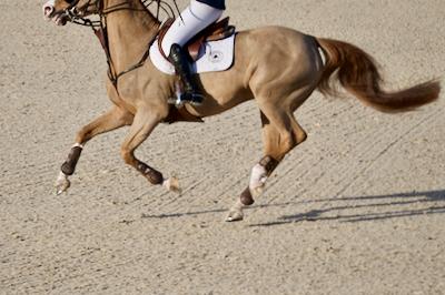 gorgeous jumper tail
