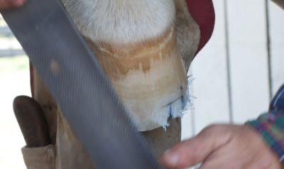 farrier rasping the hoof wall 