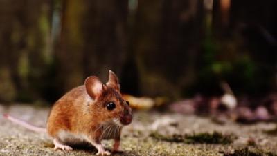 barn mouse looking innocent
