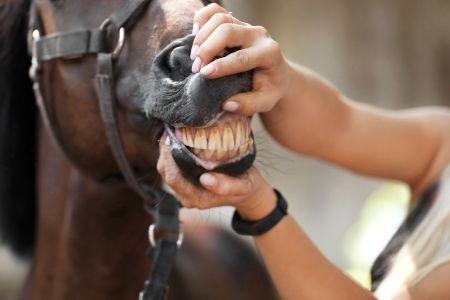hands pulling a horse's lips back to see the teeth and gum color 