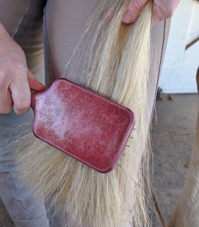brushing a tail