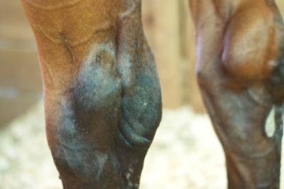 similar to capped hocks