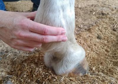 check your horse's digital pulse