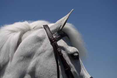 clipped gray pony head in bridle