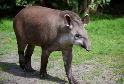 Tapir in the forest