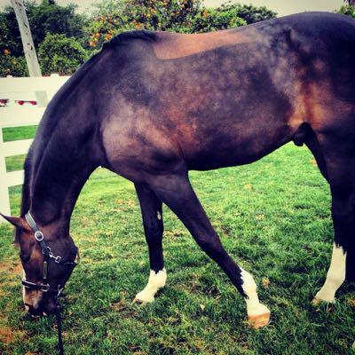 dapples-on-horse