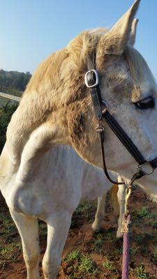 gray horse with big mud spots on the cheek