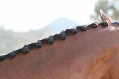 chestnut horse with tiny button braids