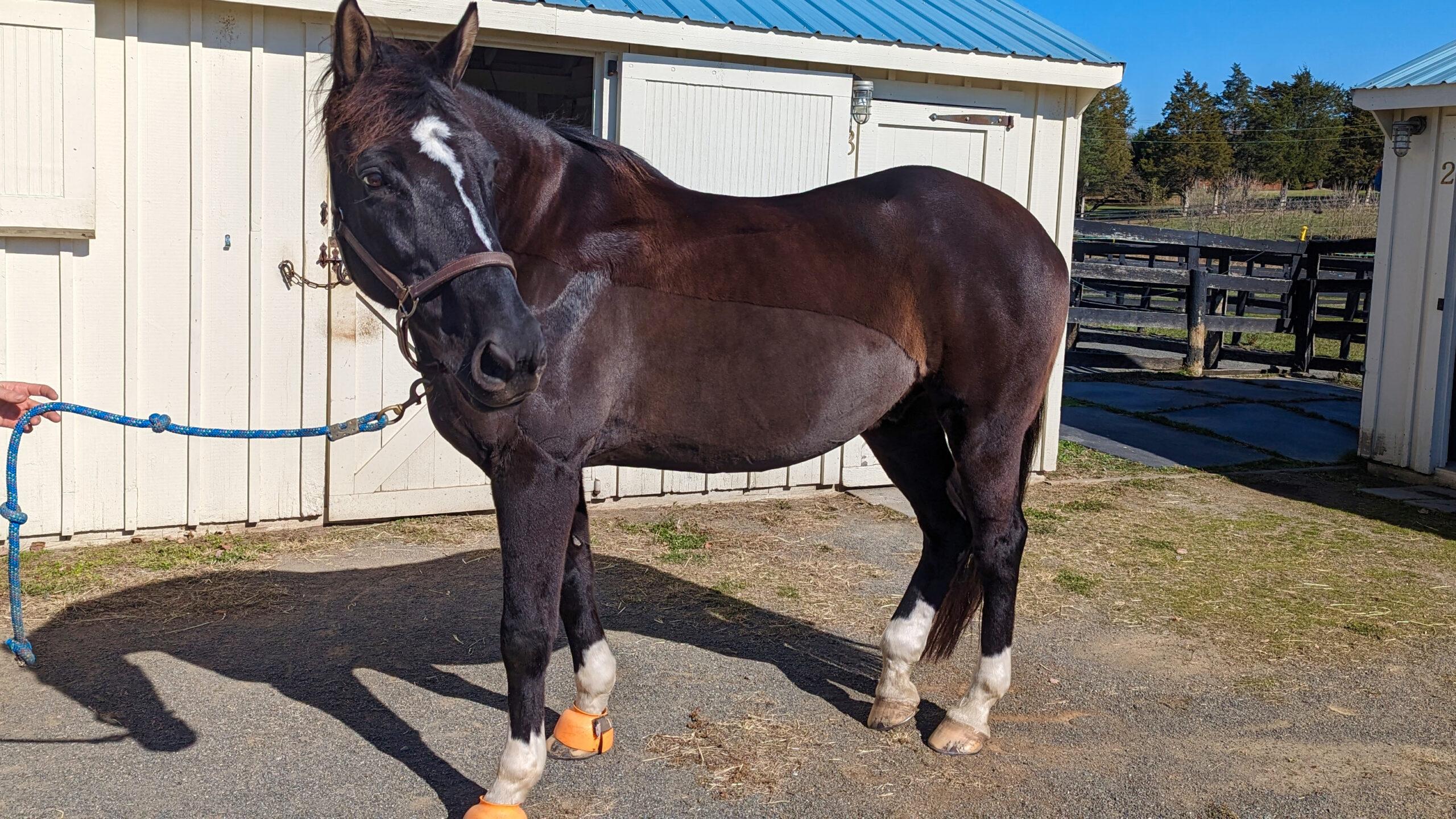 dark horse with an Irish clip for winter