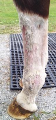 lower leg with equine pastern dermatitis scabs