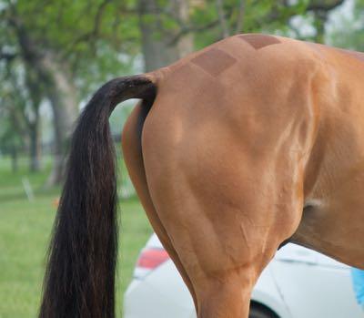 event horse tail and quartermarks