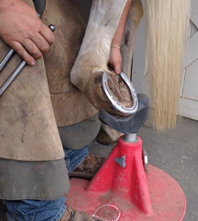 horse-hoof-on-hoof-stand