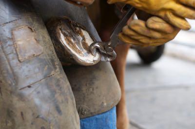 hoof-nippers