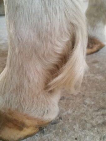 fetlock mullet