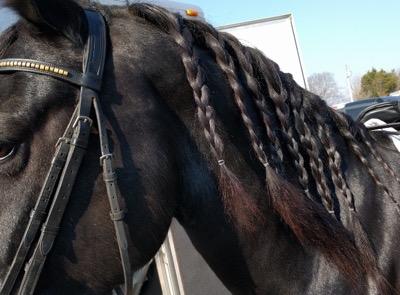 long-mane-braids
