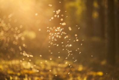 gnats in the sunlight