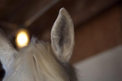 horse ear up close