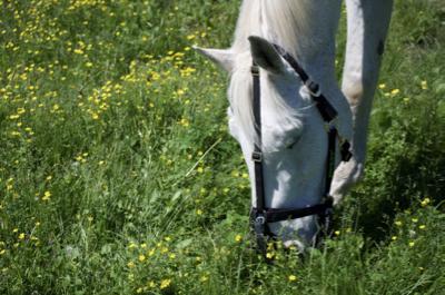 gray horse in greenguard muzzle on the grass