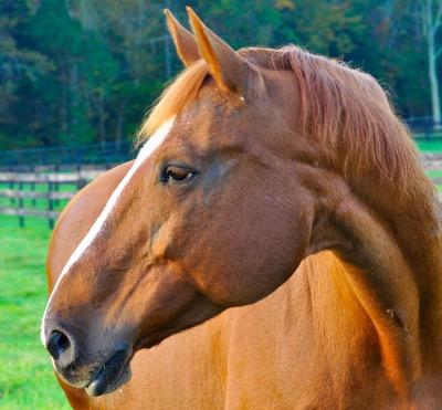 red horse with hair loss around the eyes