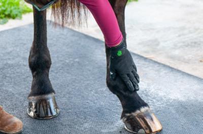 hands on gloves grooming a horse's legs