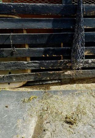 hay quids on the stall floor