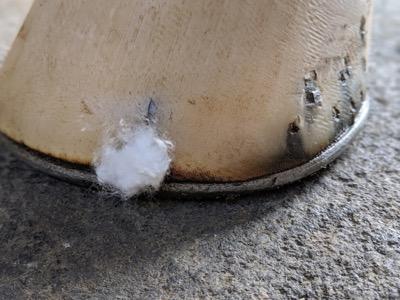 hoof crack with cotton packed into it