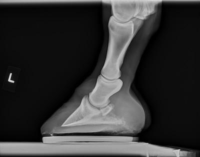 hoof x ray with pastern