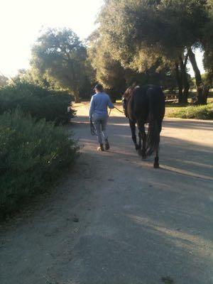 horse-being-led