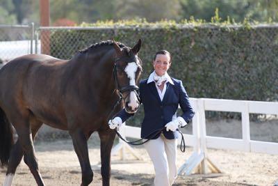 horse-at-horse-show