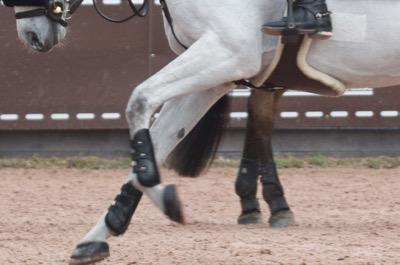 belly guard girth on a gray jumper horse to help a cinchy horse