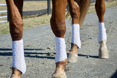 horse sport boots on chestnut horse