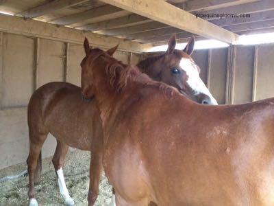 two horses grooming each other