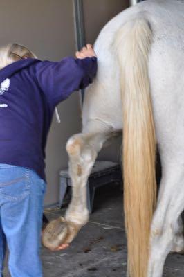 horse's hind leg getting adjusted by chiropractor to help the cinchy horse