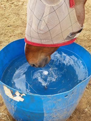 horse drinking from big blue bucket