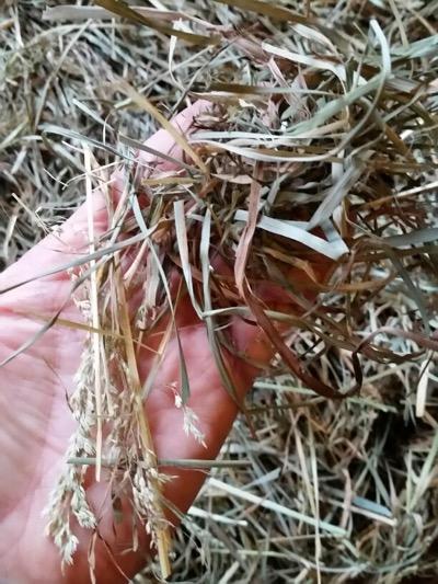 grass hay texture