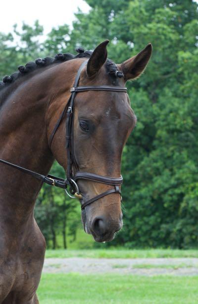 horse-headshot