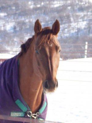 horse in purple blanket in the snow