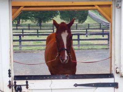 horse in cross ties