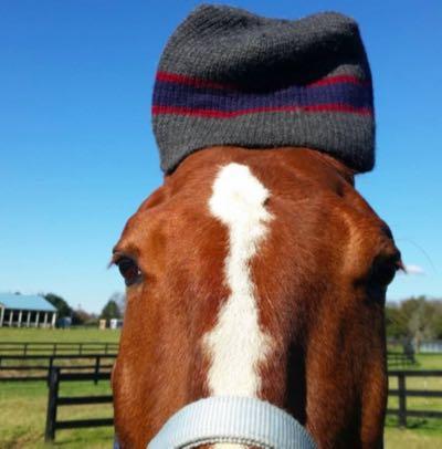red horse wearing a ski hat on his ears