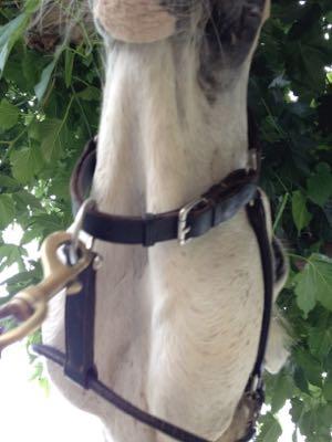 horse-avoids-bridle