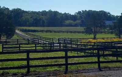 lush pasture in fall