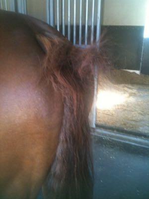 rubbed tail sign of pinworms