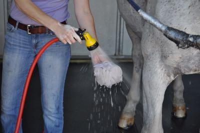 bathing-a-horse