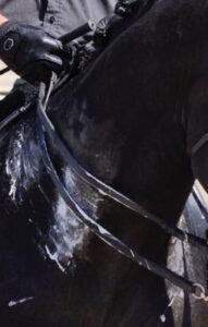 Sweaty-horse-foam