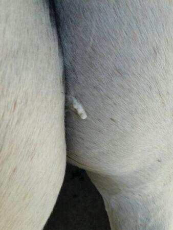 horse-butt-sweat