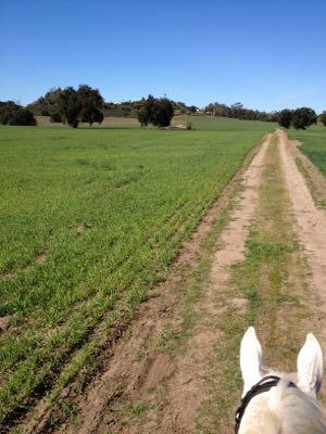 horse-on-trail-ride