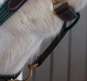 horse-beard